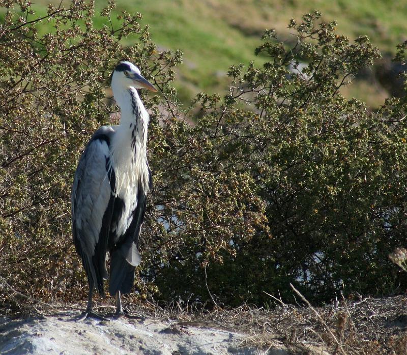 ma frieda 133.JPG - Jong reier